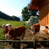 tiere-gassner-bauernhof-urlaub-mondsee-26