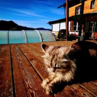Katze am Bauernhof ferienhof-gassner (2)
